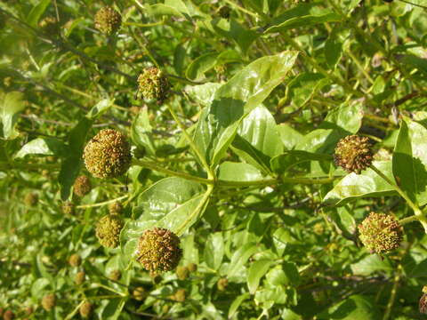 Image of common buttonbush