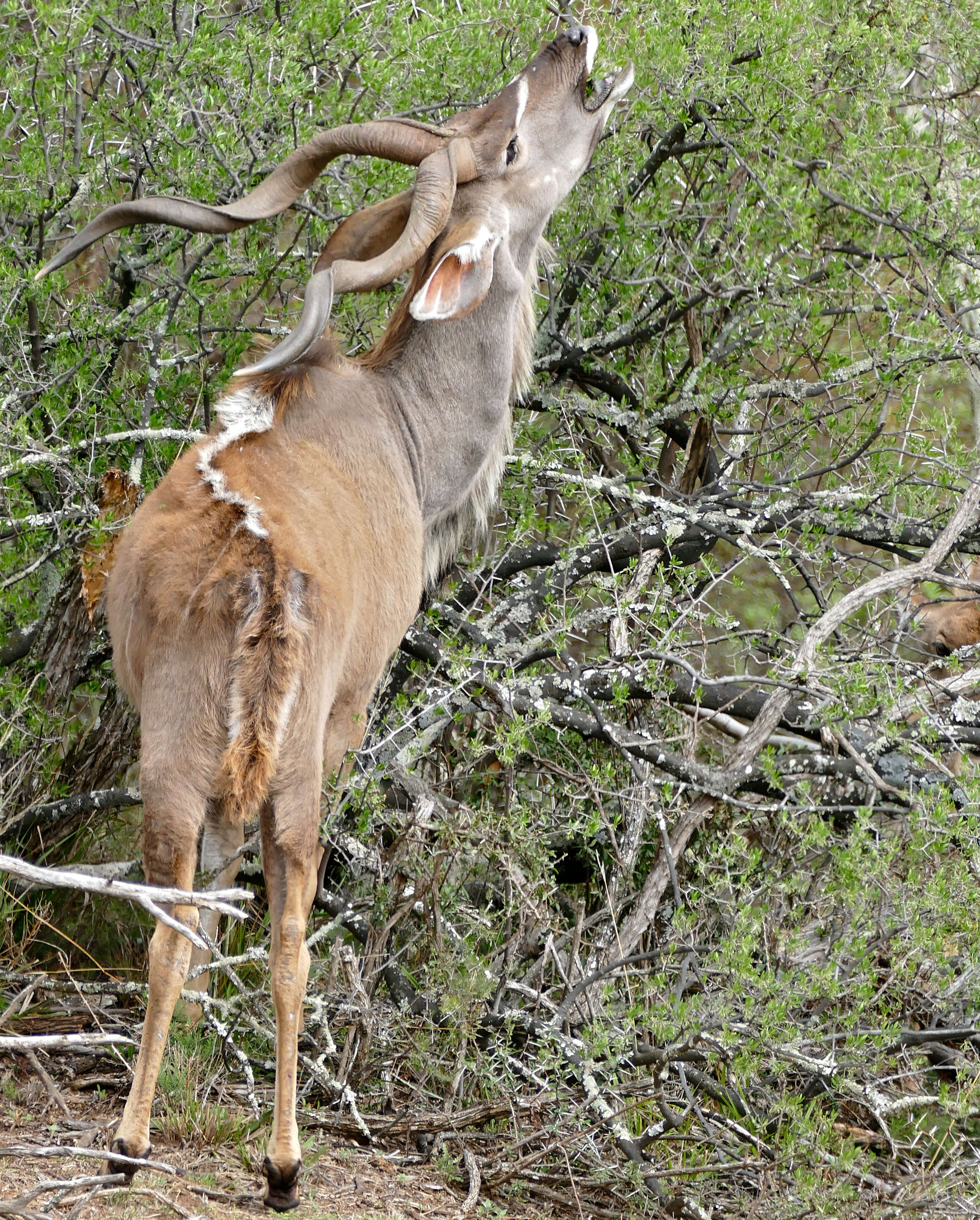 Image of Spiral-horned Antelope