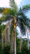 Image of peach palm