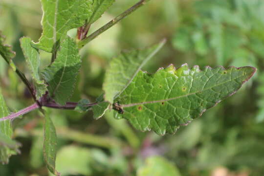 Image of black mustard