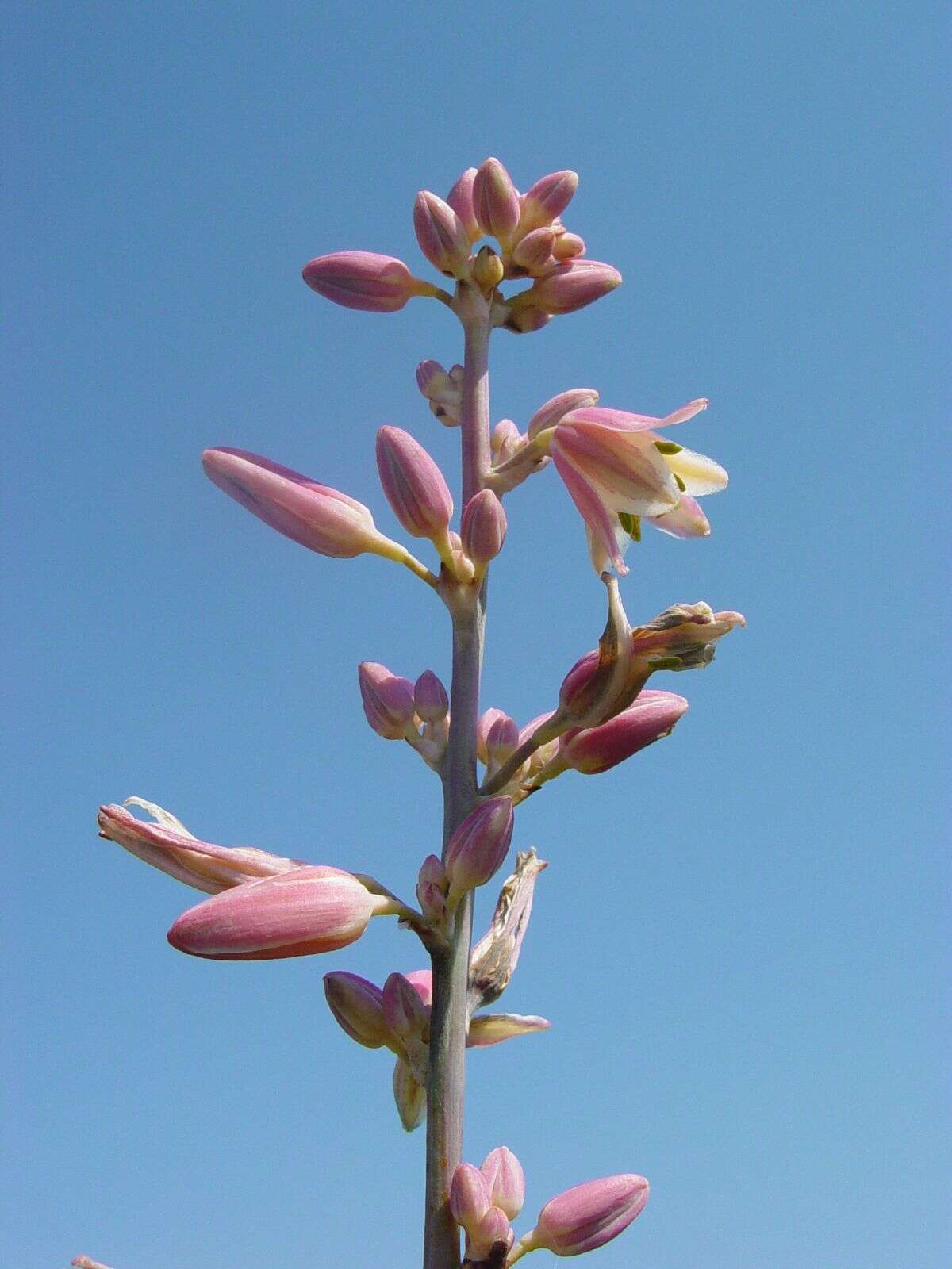 Image de Hesperaloe parviflora (Torr.) J. M. Coult.