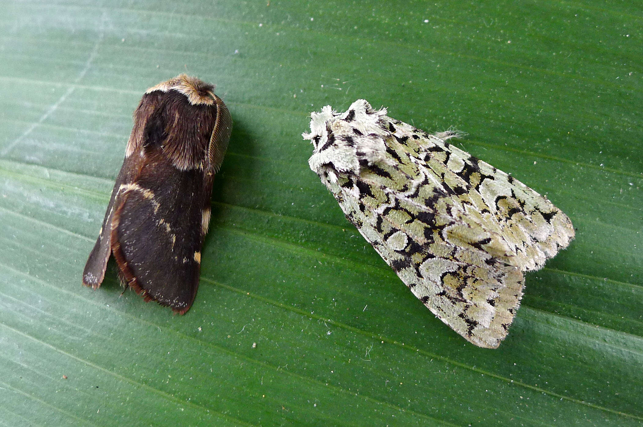 Image de Poecilocampa