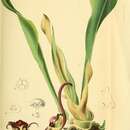 Image of Tupistra tupistroides (Kunth) Dandy