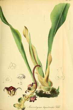 Image of Tupistra