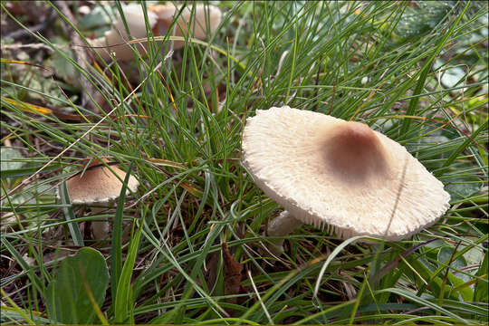 Слика од Lepiota oreadiformis Velen. 1920