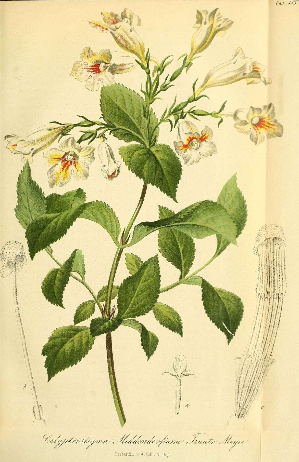 Image of weigela