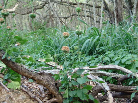 Image of lion's ear