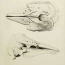 Image of Beluga kingii
