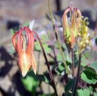 Image of desert columbine