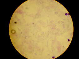 Image of alveolates