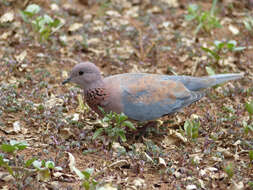 Image of laughing dove