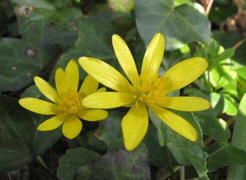 Image of Lesser celandine