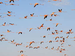 Imagem de Phoenicopterus ruber Linnaeus 1758