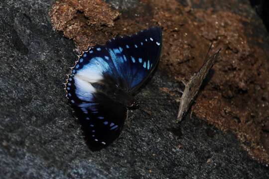 Image of Charaxes