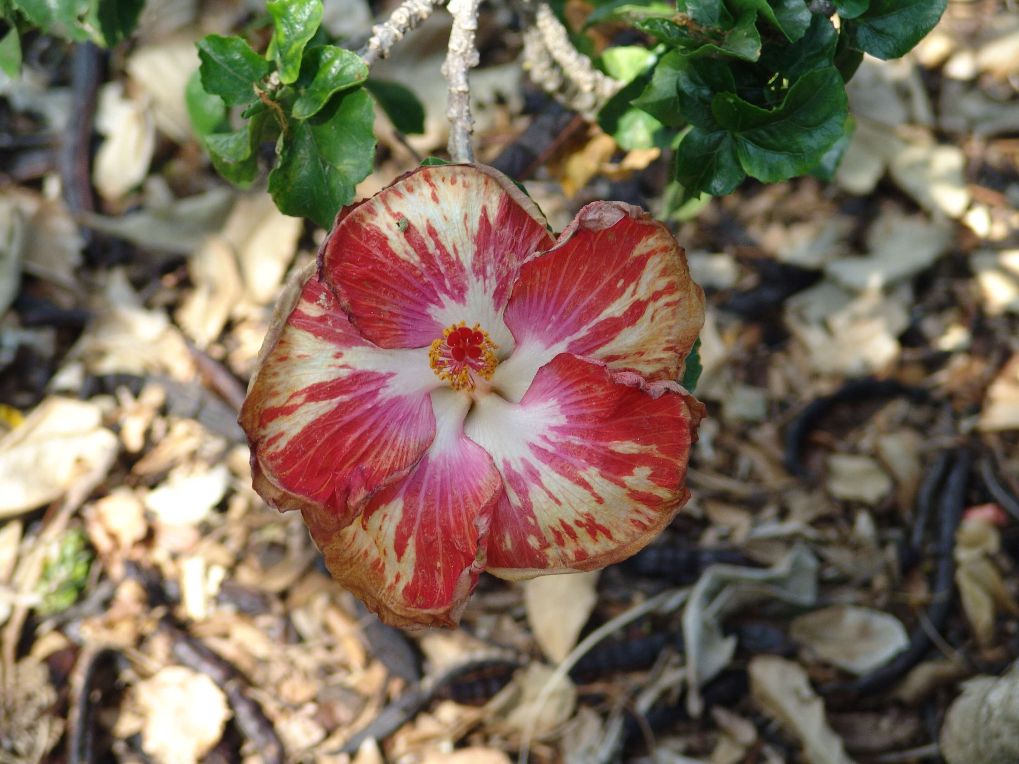 Image of rosemallow