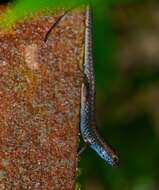 Image of common skink