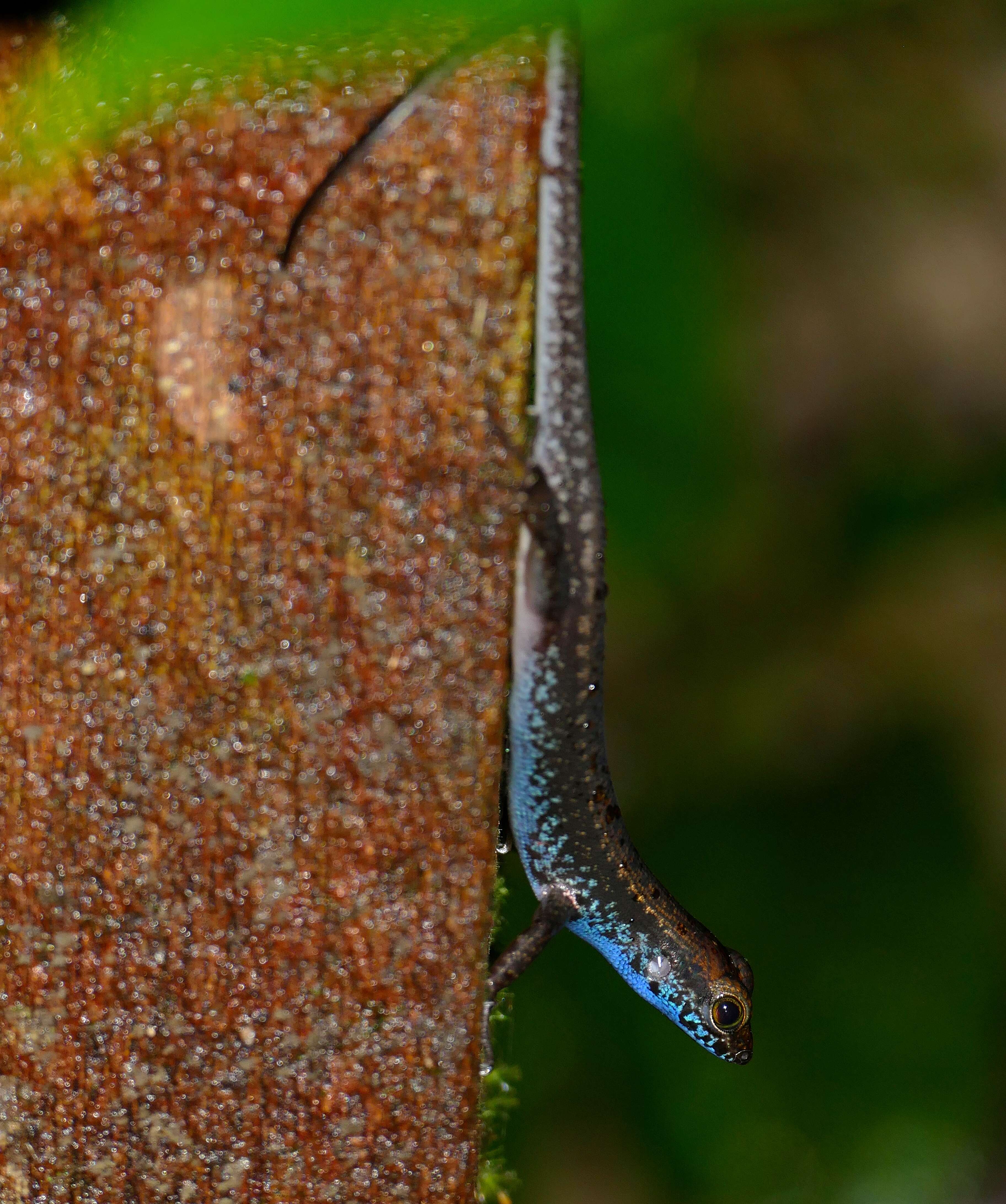 Image of blue-headed forest skink