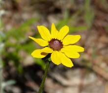 Image of blackeyed Susan