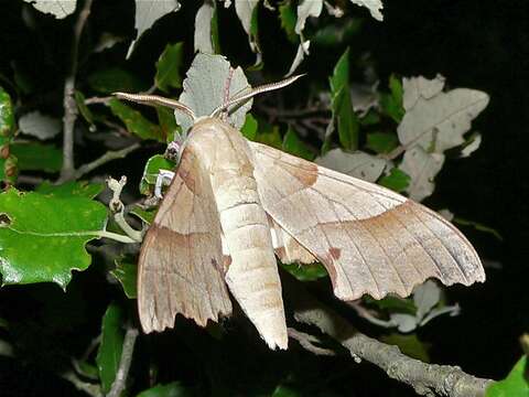 Image of Marumba quercus