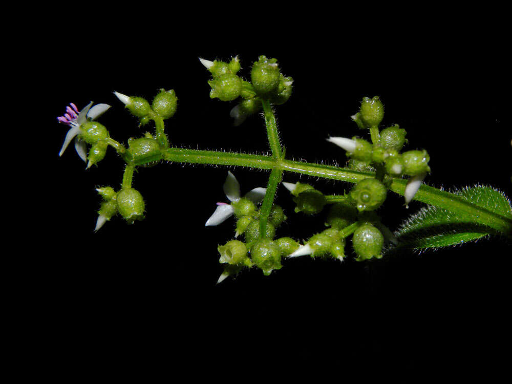 Image of Aciotis rubricaulis (C. Martius ex DC.) Triana