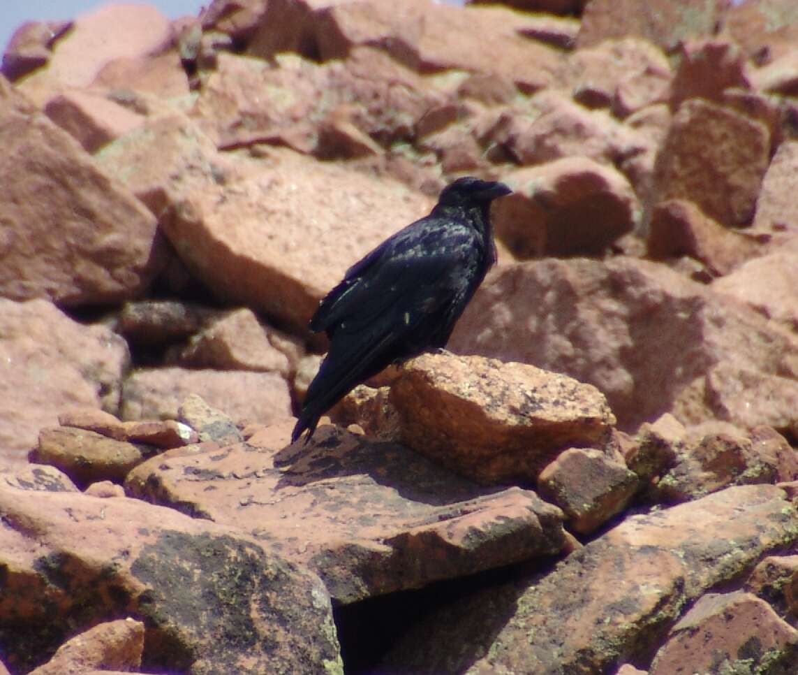 Image of Corvus Linnaeus 1758