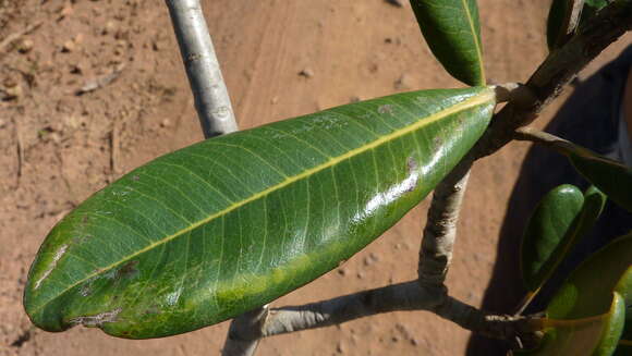 Image of Kielmeyera reticulata N. Saddi