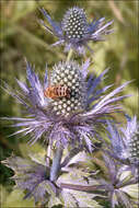 Image of eryngo