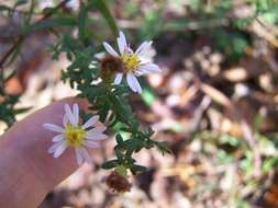 Image of calico aster