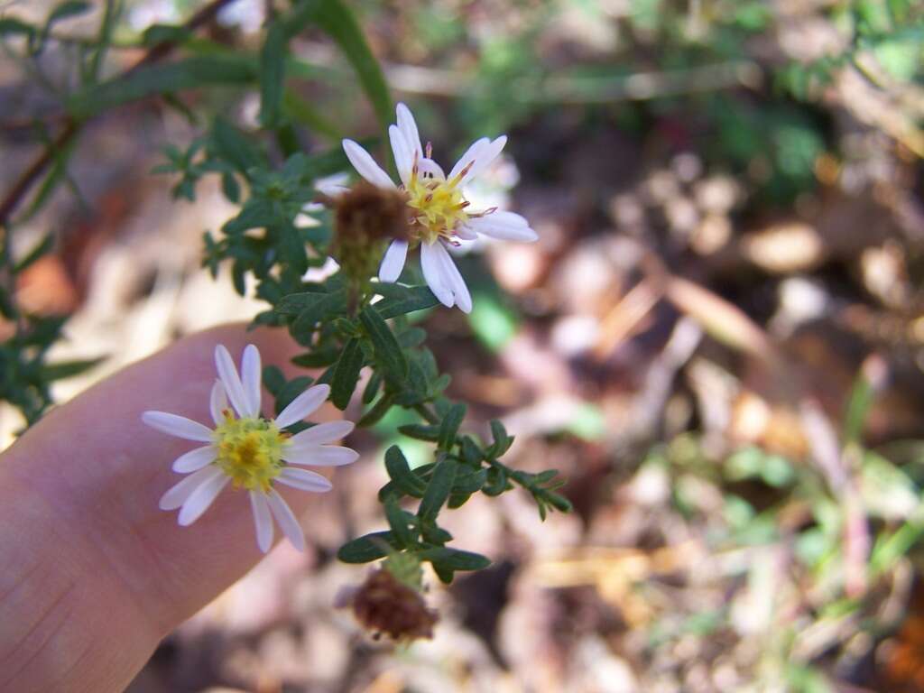 Image of aster