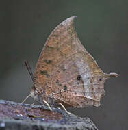 Image of Leafwings