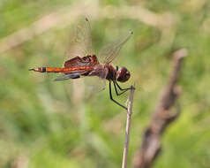 Tramea carolina (Linnaeus 1763) resmi