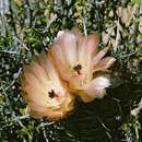 Image of Austrocactus bertinii (Cels ex Hérincq) Britton & Rose