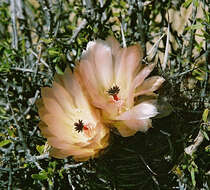 Image of Austrocactus bertinii (Cels ex Hérincq) Britton & Rose