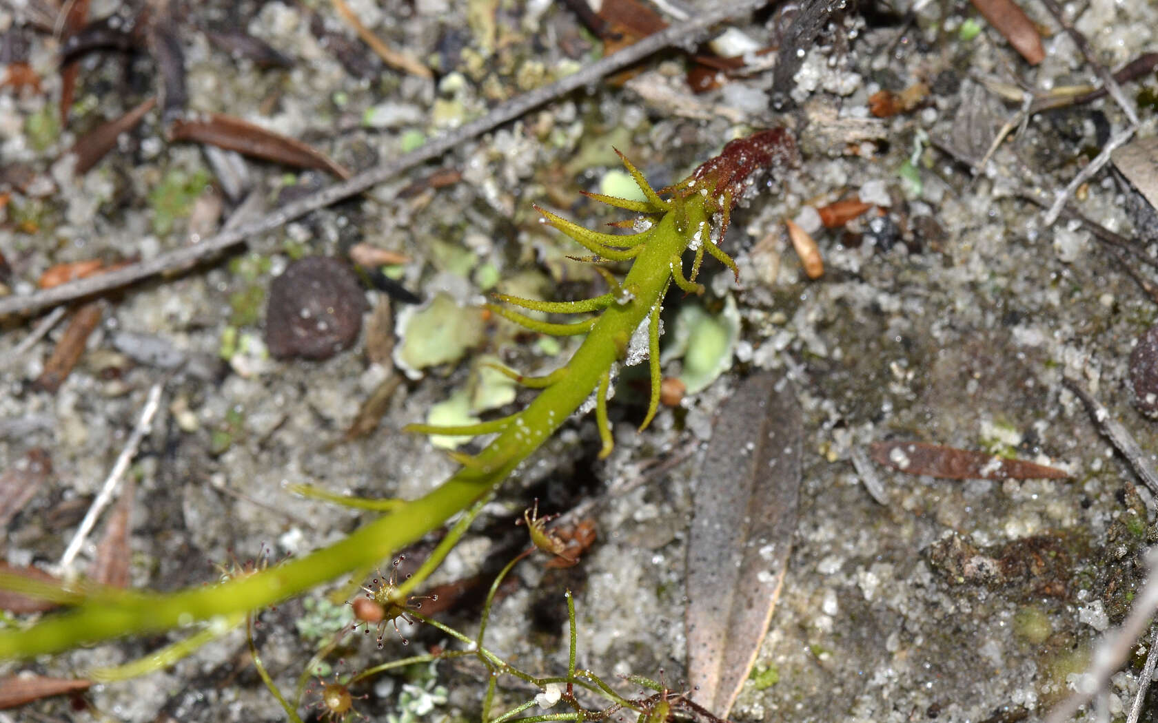 Image of Drosera marchantii subsp. prophylla N. Marchant & Lowrie