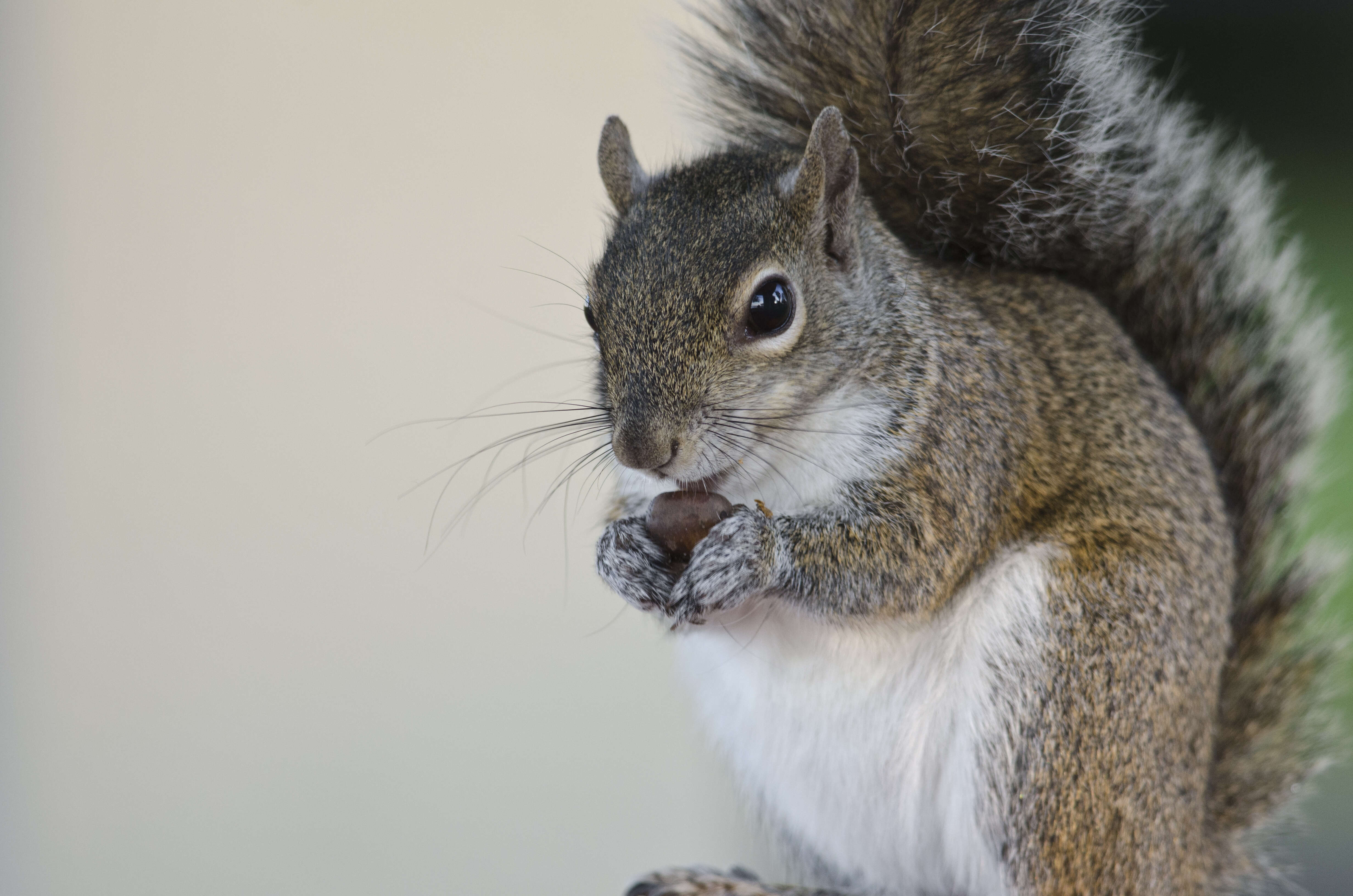 Image of Sciurus subgen. Sciurus Linnaeus 1758