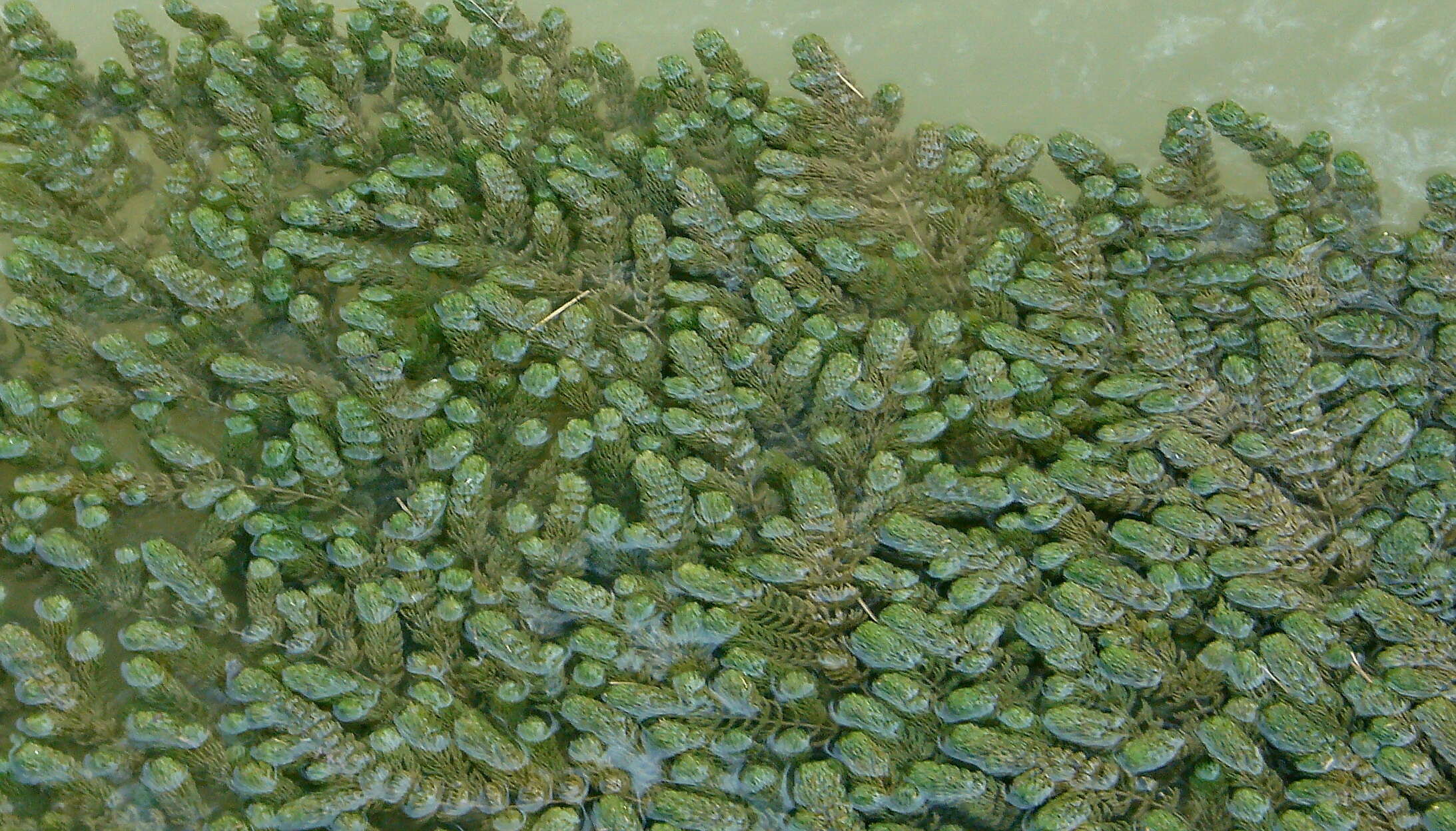 Image of Ceratophyllales