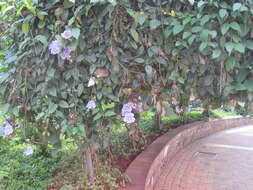 Image of Bengal clock vine