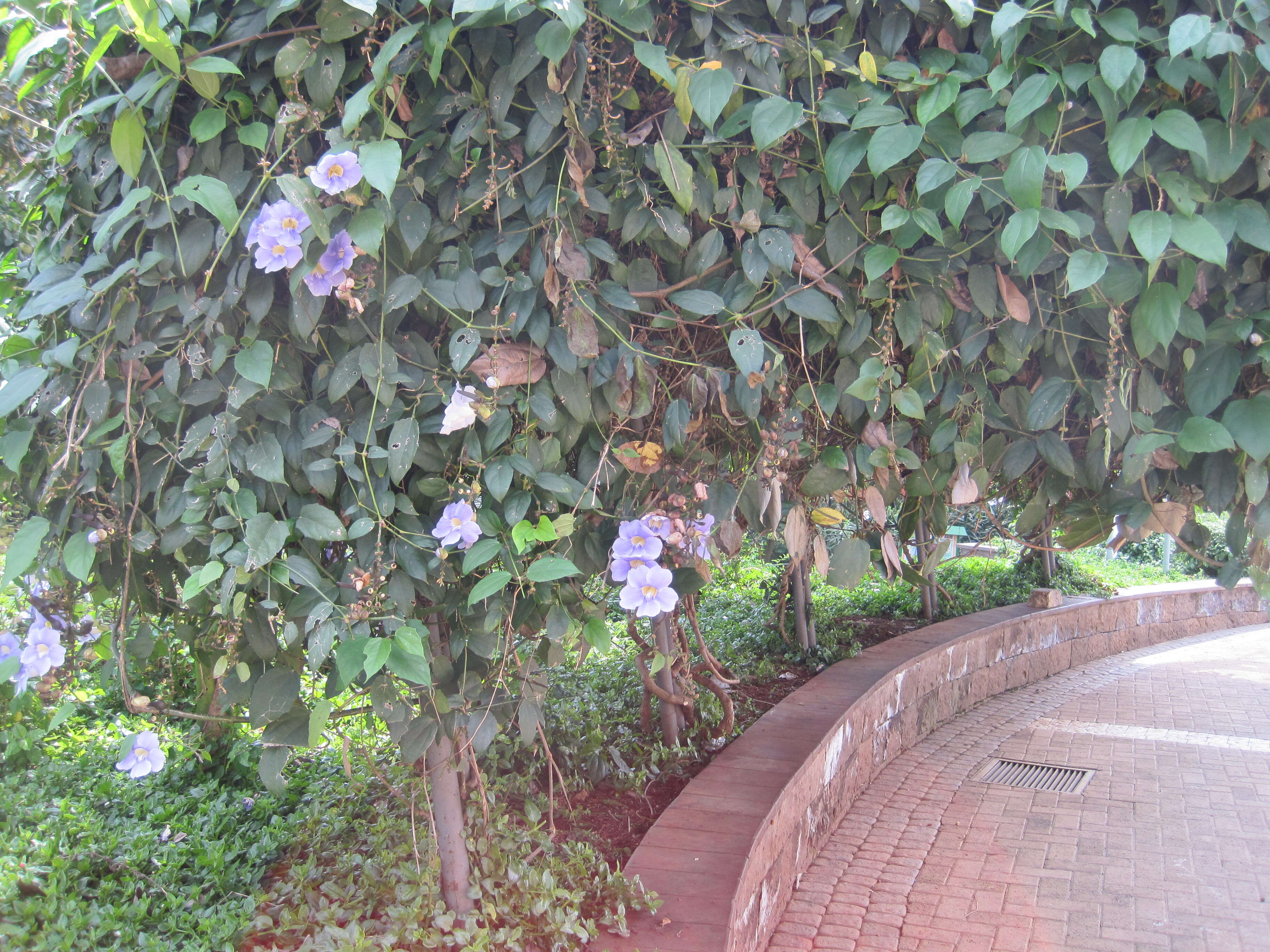 Image of Bengal clock vine