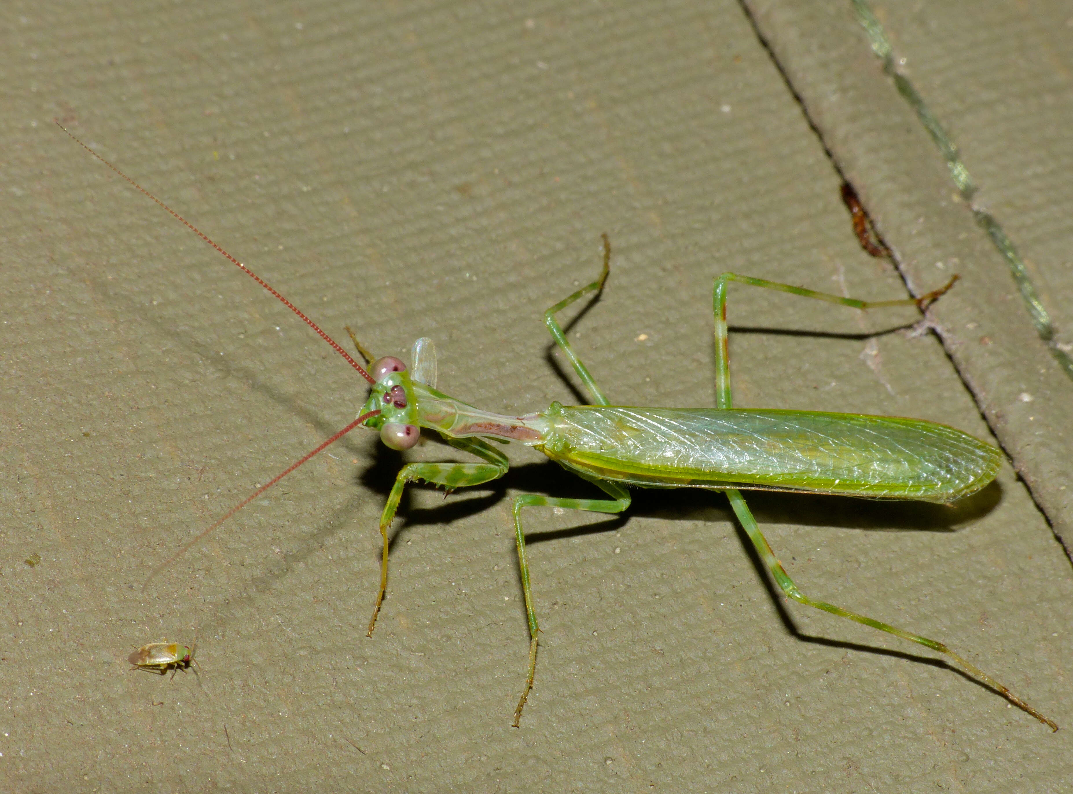 Image of Miomantis