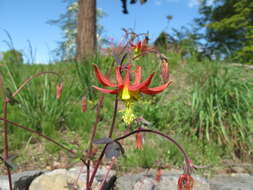 Image of Aquilegia