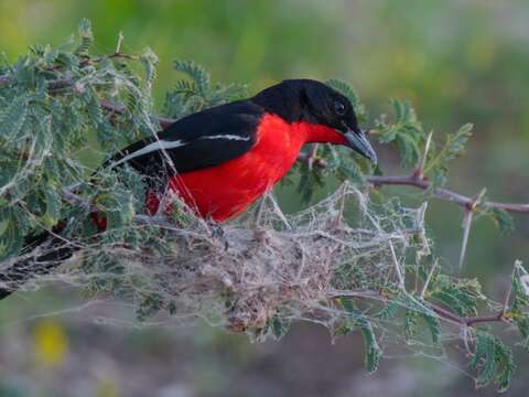 Image of Crimson-breasted Gonolek