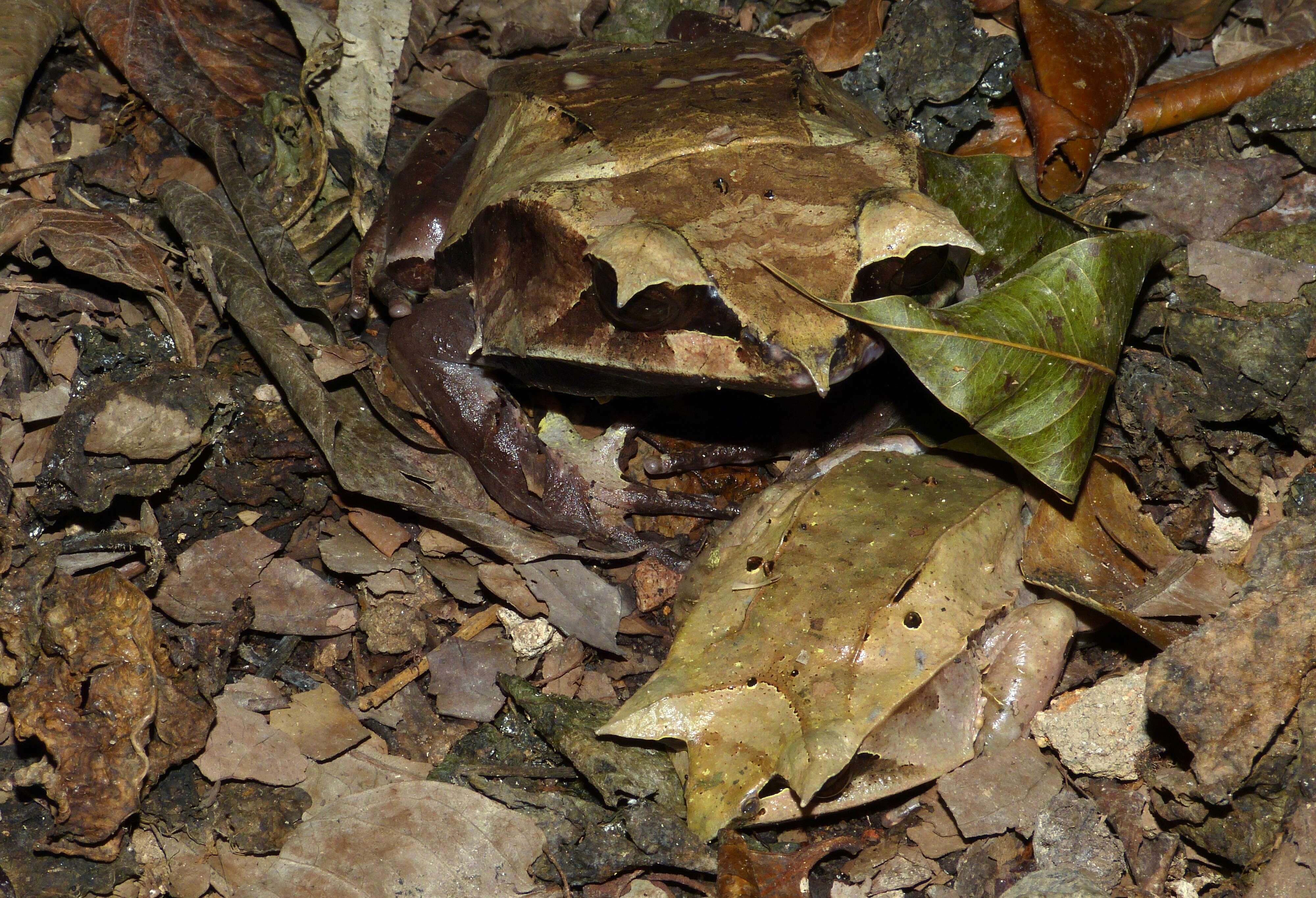 Image of South Asian frogs