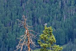 Image of Clark's Nutcracker