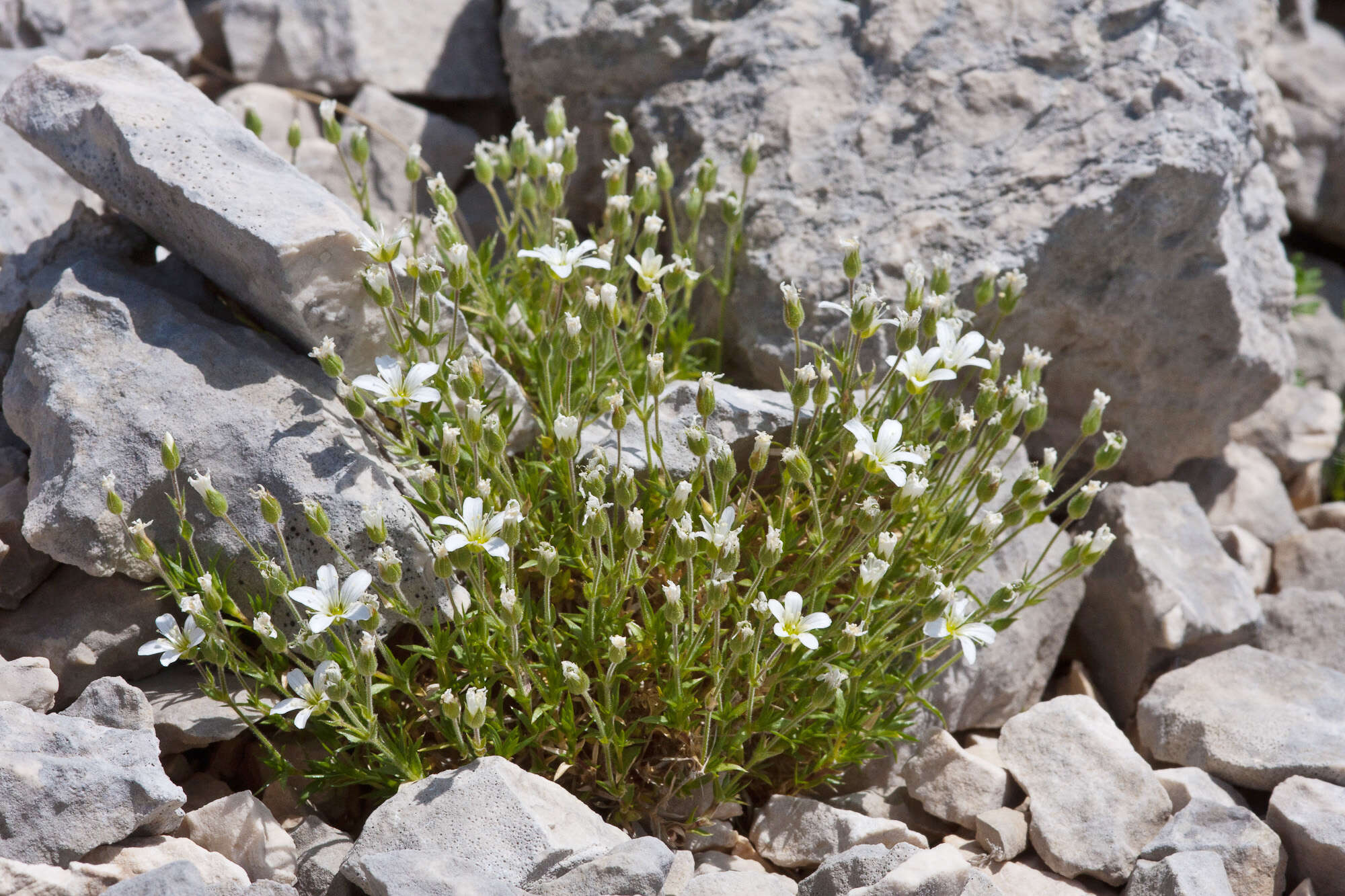 Image of Arenaria grandiflora L.