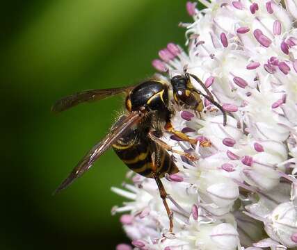 Image of Dolichovespula