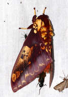 Image of Citheronia phoronea (Cramer 1779)