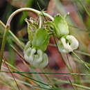 Image of Large-Flower Milkweed