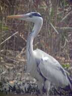 Image of Grey Heron