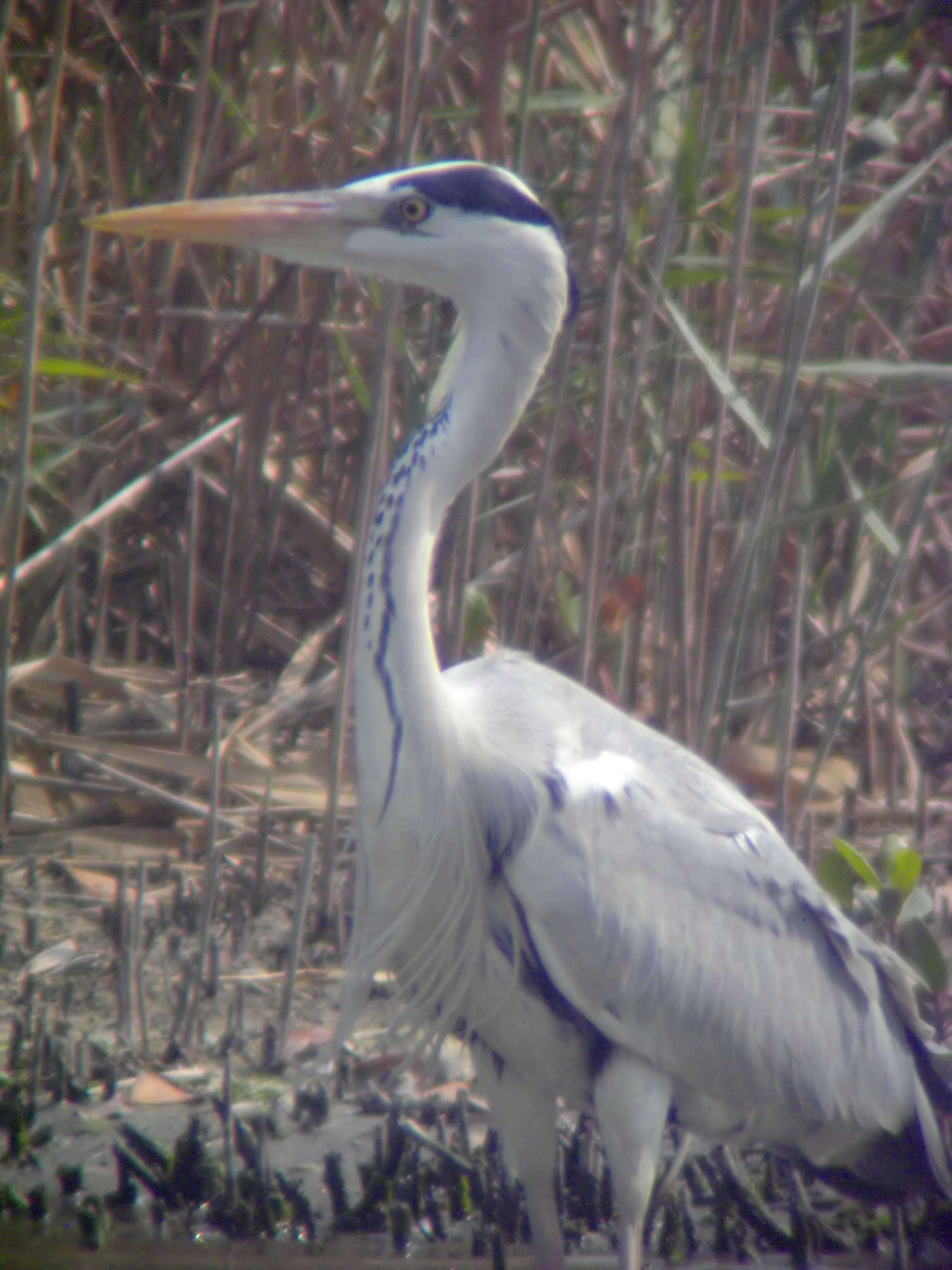 Image of Grey Heron