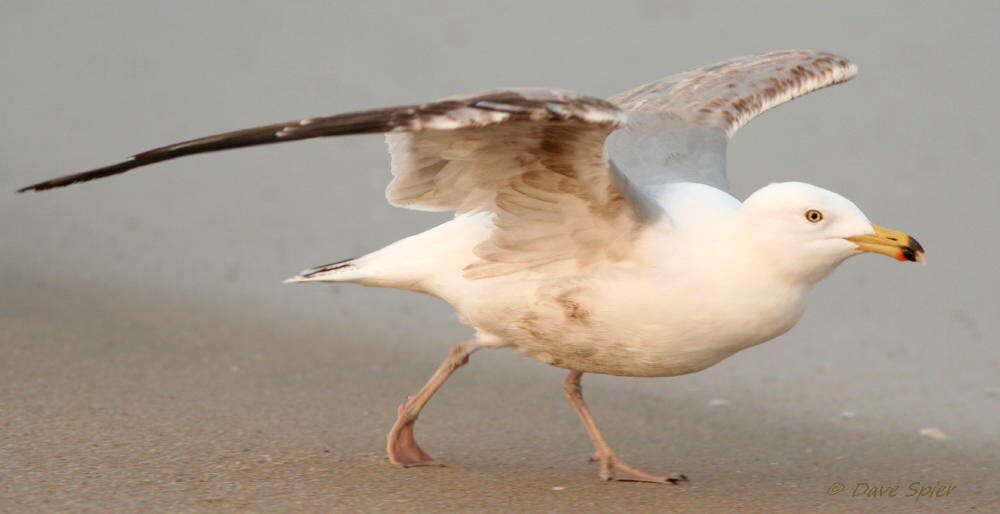 Image of European Herring Gull